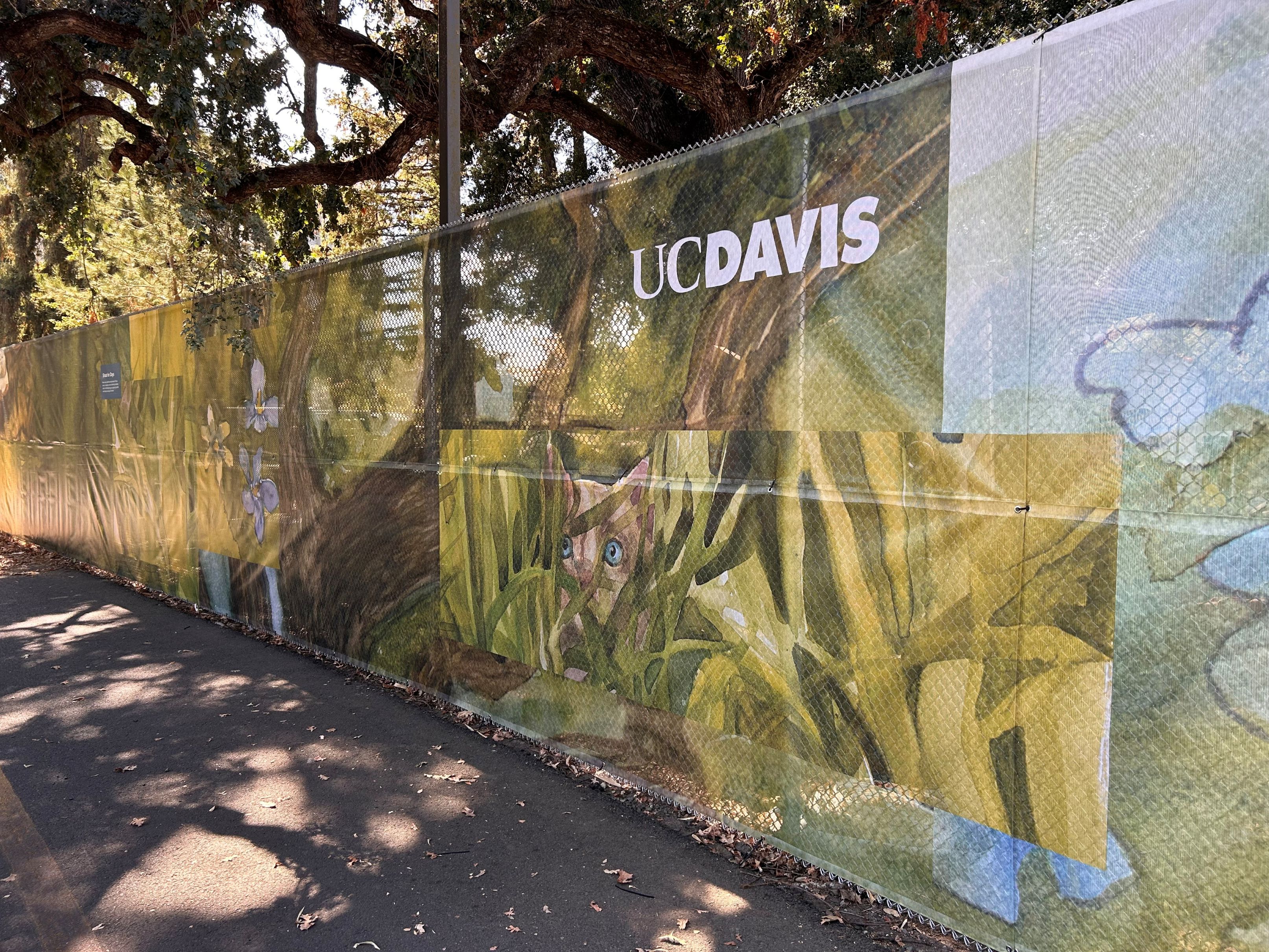 Fence with UC Davis logo on botanical graphic wrap along shaded sidewalk